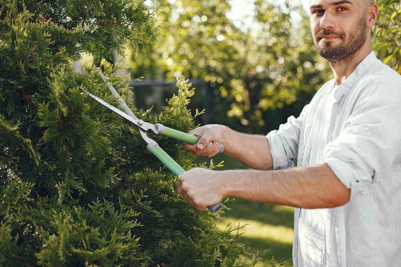 The Steps Involved in Our Tree Care Process in Redwood Falls, MN